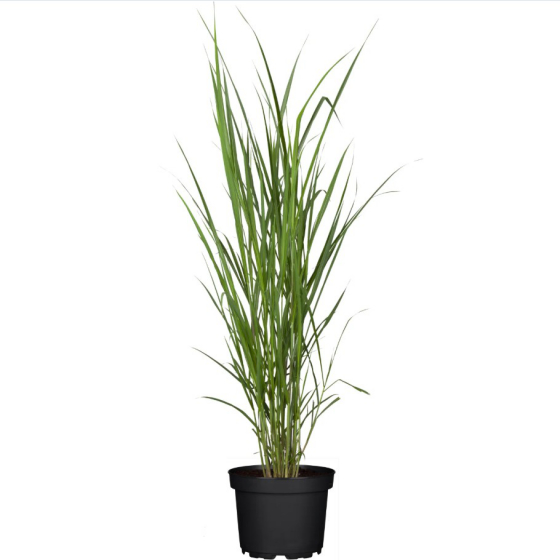 Miscanthus giganteus im 10...