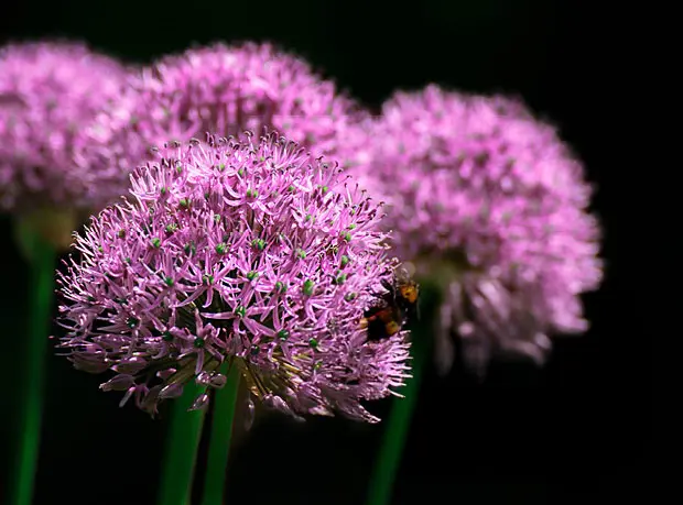Garten Traum