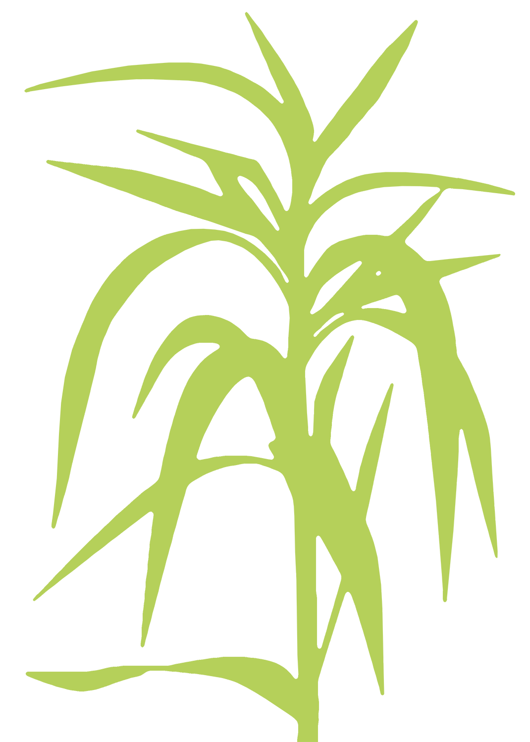 Miscanthus Pflanze